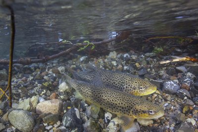 Close-up of two brown spotted trout