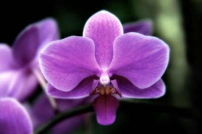 A purple orchid.