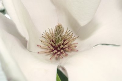 Close-up of flower famously painted by Georgia O'Keeffe