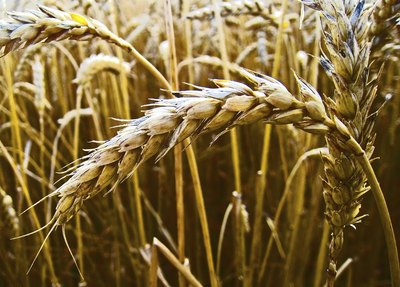 Wheat field