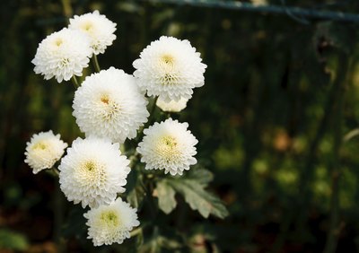 White chrysanthemums