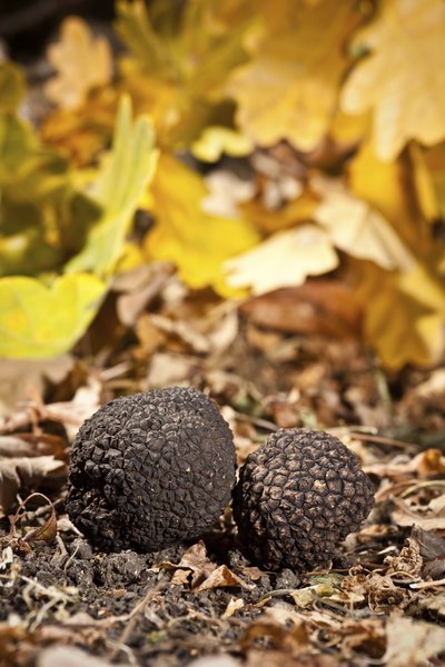 Wild truffles are highly sought after and difficult to find.