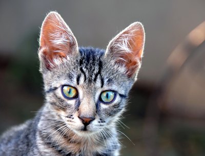 Cats can hear better than both dogs and humans.