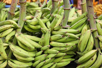 Bunches of green plantains at a market.