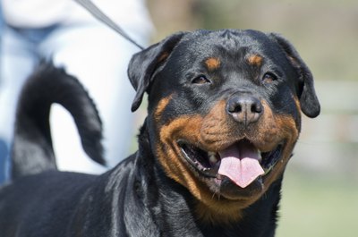 A close-up of a rottweiler.