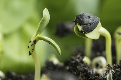 Sprouts need abundant light as soon as they appear.
