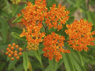 Nectar-rich butterfly weed gleams with long-lasting color.