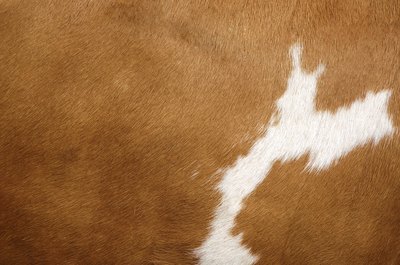 Detail of cowhide