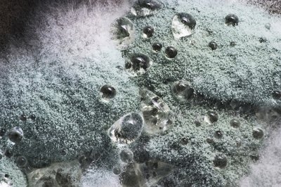 Close up of mold.