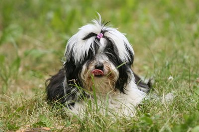 A dog licking herself in a grassy meadow.