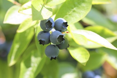 Highbush blueberries growing on a vine.