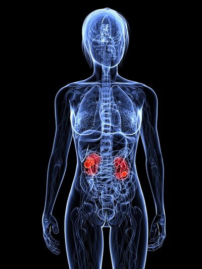 3D model of kidneys. If your potassium levels are higher than normal, this may indicate that something is wrong with your kidneys and their regulation of your potassium levels.