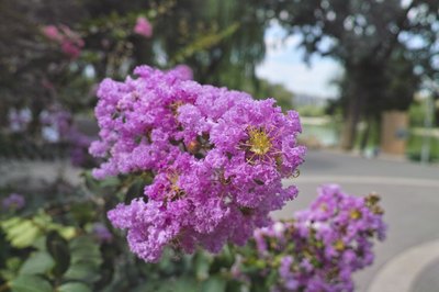 Close-up of blooming crape myrtle flowers