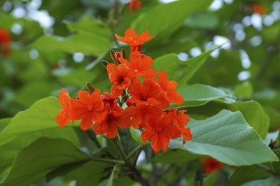 Close-up of flowers on the geiger tree