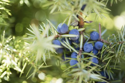 Juniper berries growing on a branch.