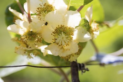 Kiwifruit flowers contain male or female reproductive organs.