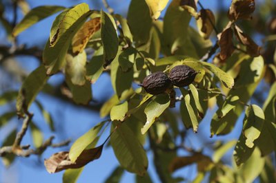 dried up walnut tree
