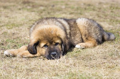 Mastiff with multiple colors