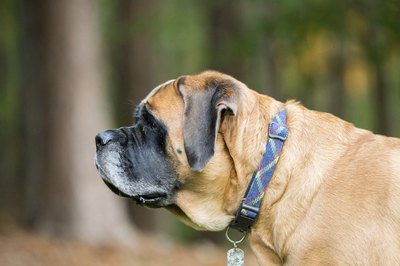Mastiff with dark face