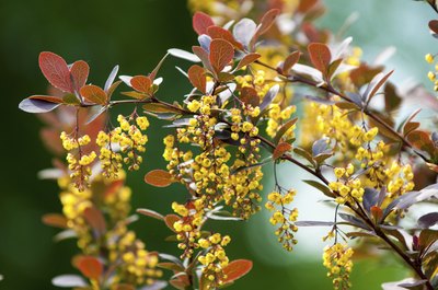A blossoming barberry bush.