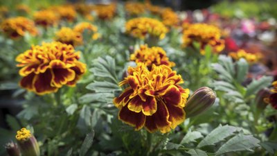 French marigolds growing in garden