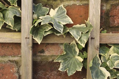 Ivy trellis