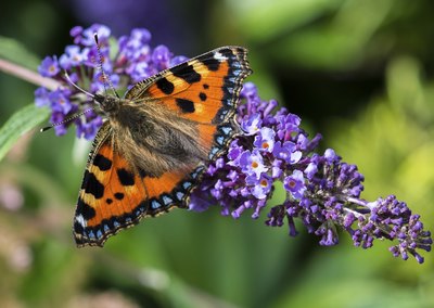 A butterfly feeding on a dwarf butterfly bush.