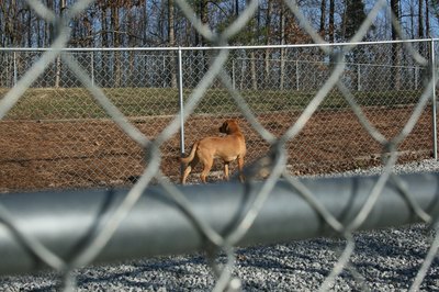 Animal Shelters run out of space and eventually have to put animals down.