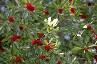 Bayberry trees.