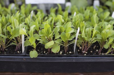 Arugula plants sprouting in a greenhouse.