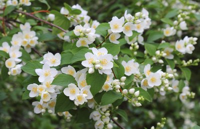 Close-up of flowering mock orange shrub