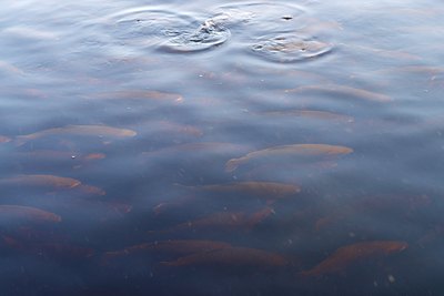 Swarm of trout being fed on top of water