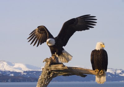 two perched American Bald Eagles