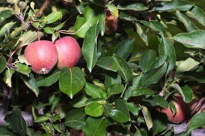 Liberty Apple tree.