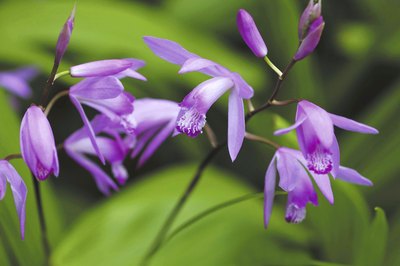 The flowers of a Chinese Ground Orchid
