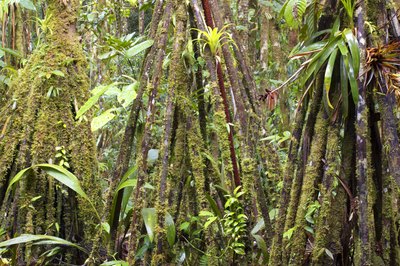 Epyphites and Hemiepyphytes