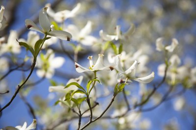 Blooming flowers of dogwood tree