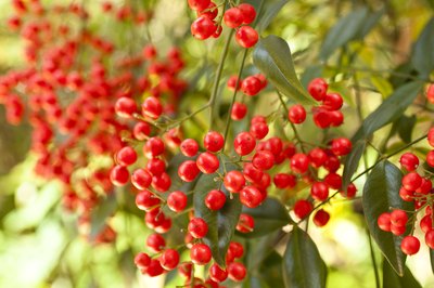 Berries on a nandina bush.