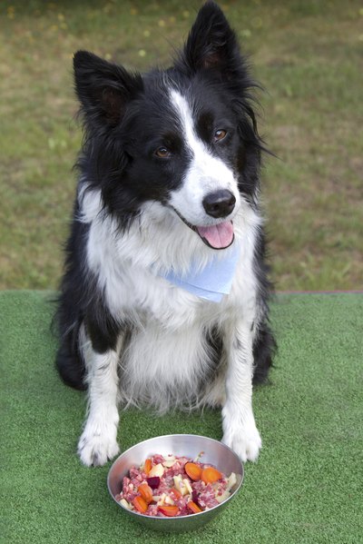 A dog is served a healthy bowl of food prepared by hand.