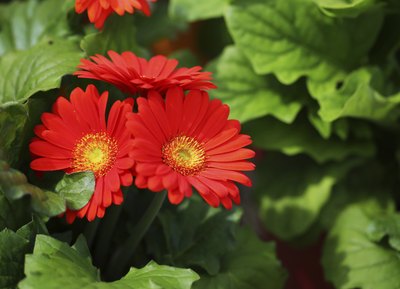 Red gerbera daisies