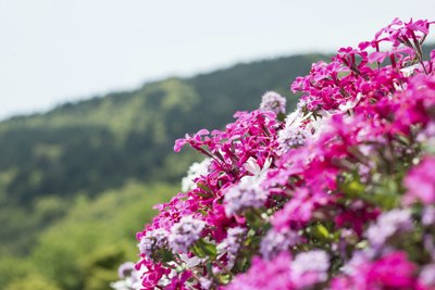 Pale blue, white, and scarlet pink blossoms of creeping flox on the mountainside.