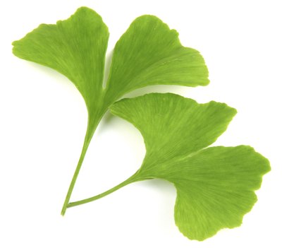 Ginko Biloba can assist as an herbal remedy.