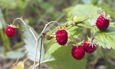 Wild strawberries growing in a forest.