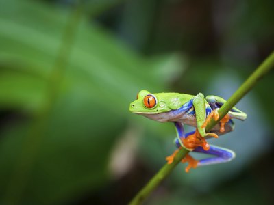Red-eyed tree frogs typically complete their life cycle within 16 weeks.