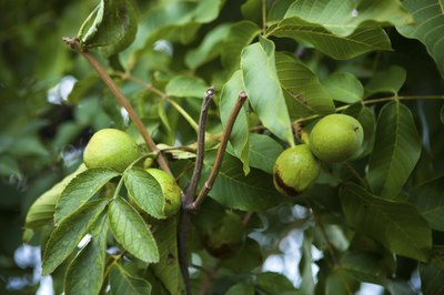 closeup of walnut tree