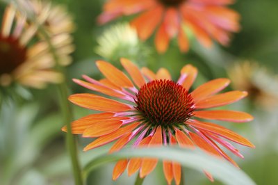 Echinacea is find in detox teas.