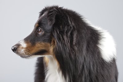 Some of the active ingredients in HeartGard are dangerous to certain breeds.