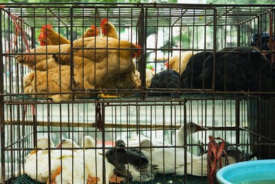 Commercial chicken farmers raise chickens in small cages and overcrowded rooms.