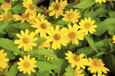Yellow tickseed flowers