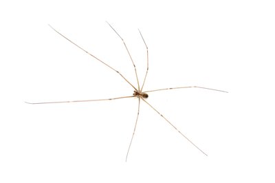 Violin spider.